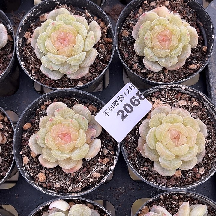 阿雅园艺。      2068白恋四颗