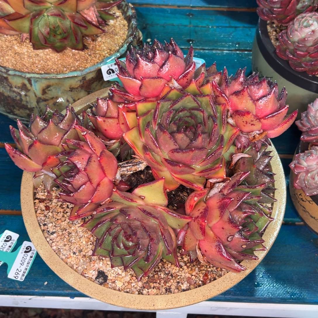 从前慢多肉精选编号0209.267