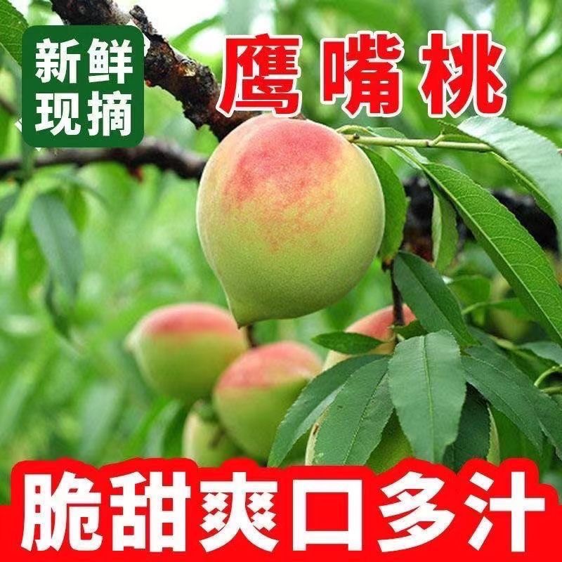 【顺丰快递】正宗高山鹰嘴桃新鲜现摘脆甜爽口时令水果应季桃子蜜桃