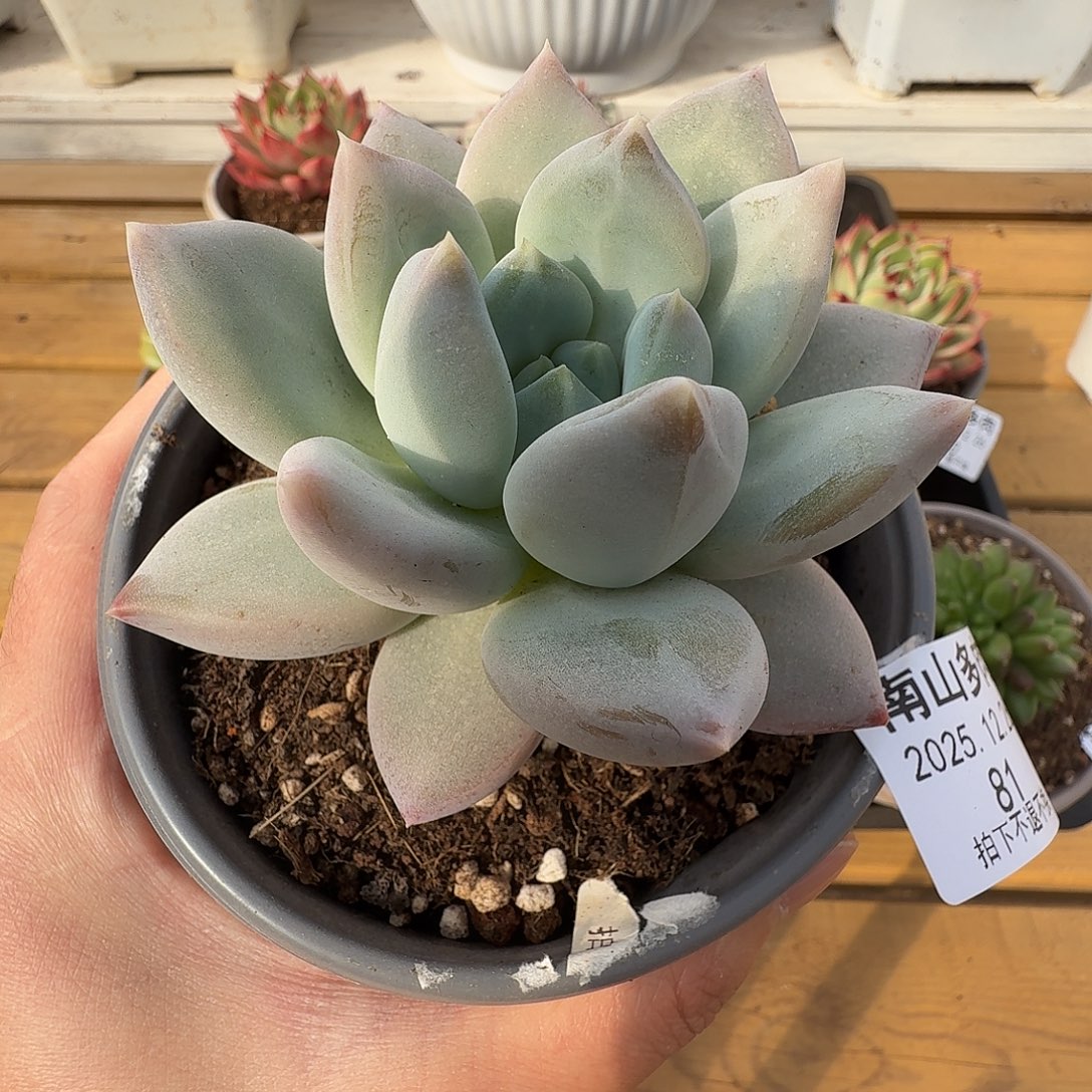 伊丽莎白1111226-81