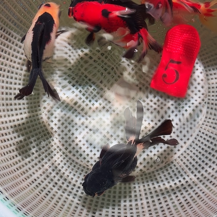 金鱼5号尺寸6-7区间
