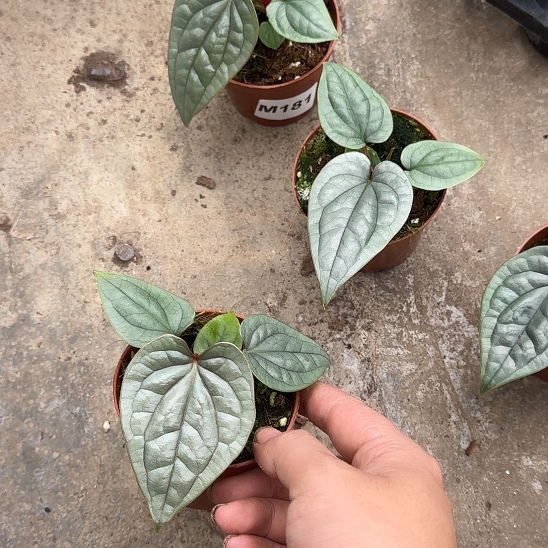 L***云完全开放Y34奢华籽播