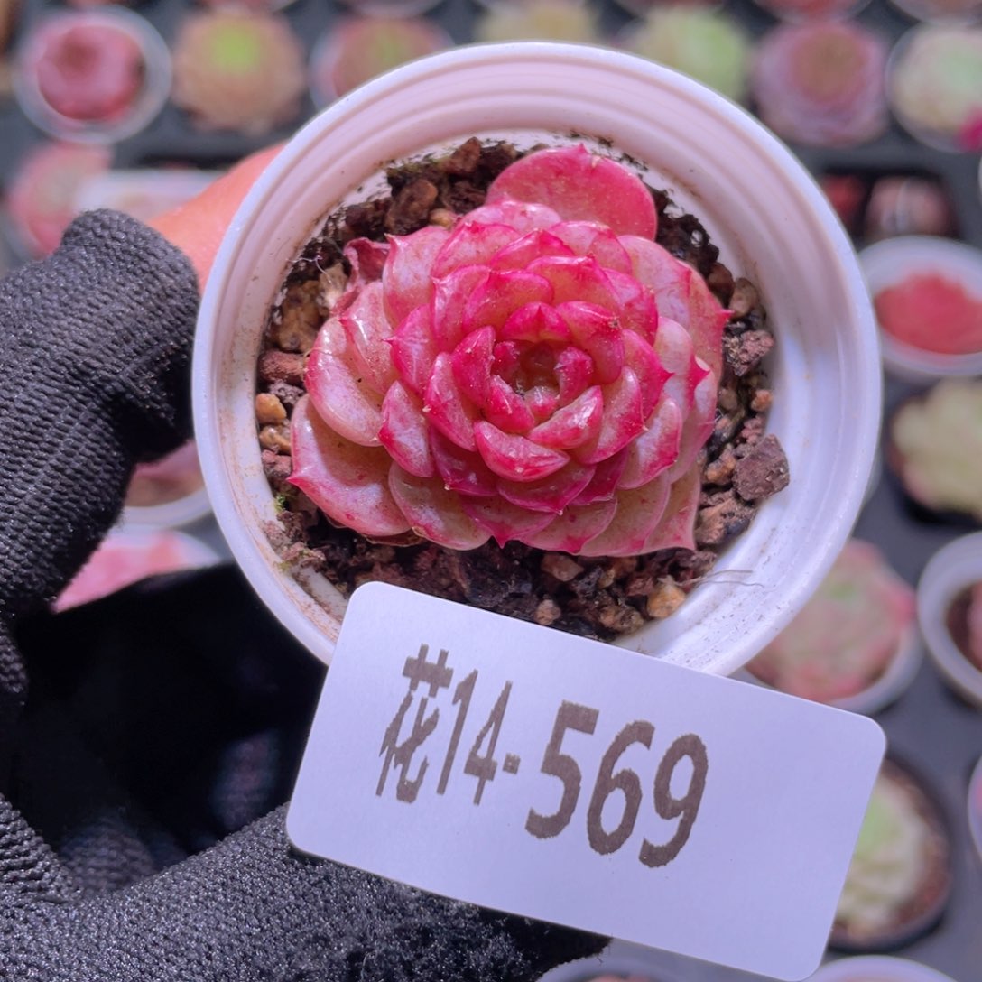 花利美14-569落霞