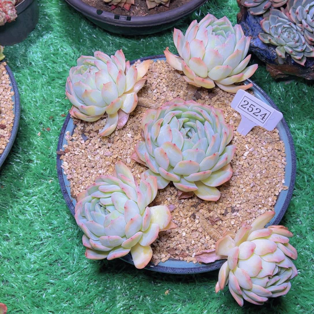 杂交2524多肉植物