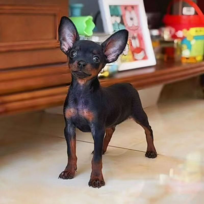 宠物狗小鹿犬活体幼犬迷你笃宾犬宠物狗混血小型犬铁包金陪伴小鹿