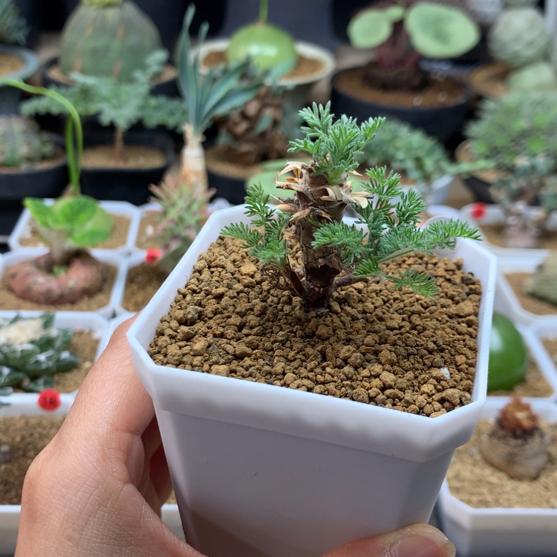 小初云杨葵母本带盆