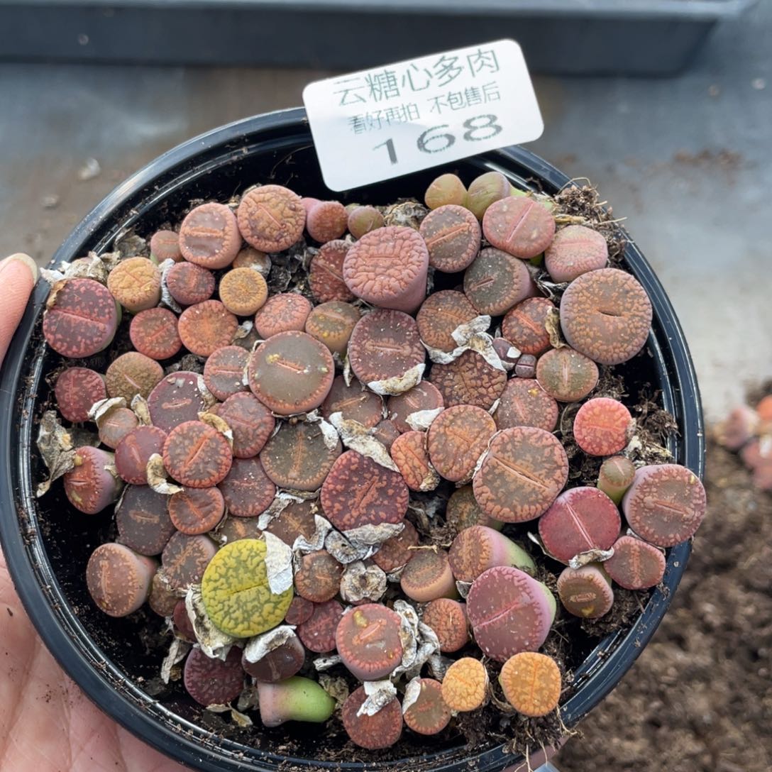 云糖心多肉植物168