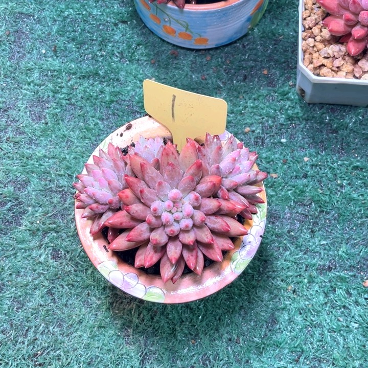 王***～虞美人1号码牌子的话题