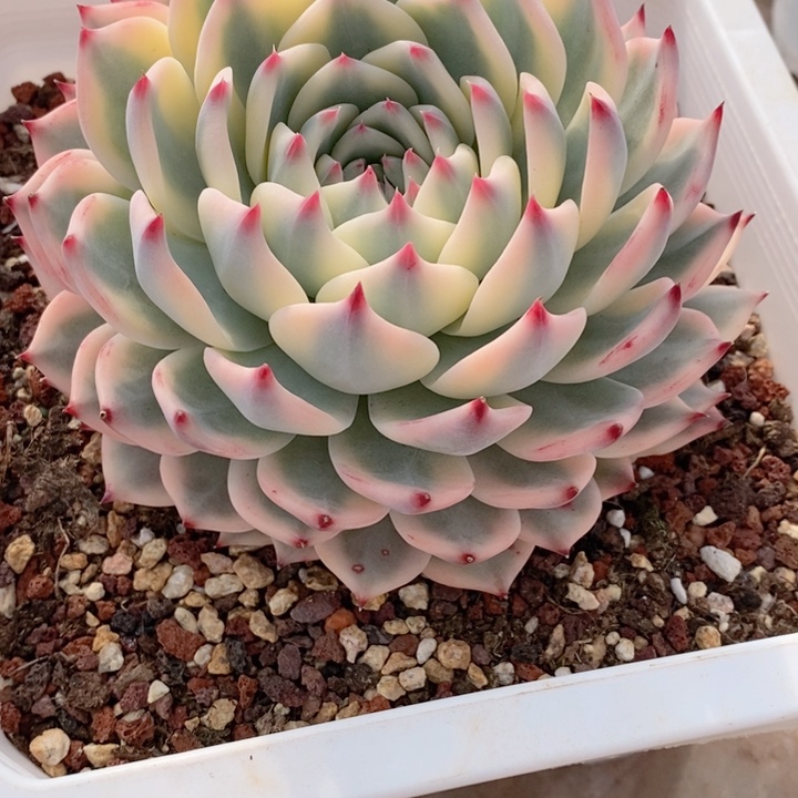 吉娃娃锦多肉锦景天