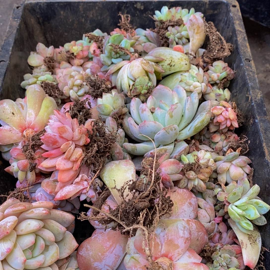 554多肉植物保护研究所所长
