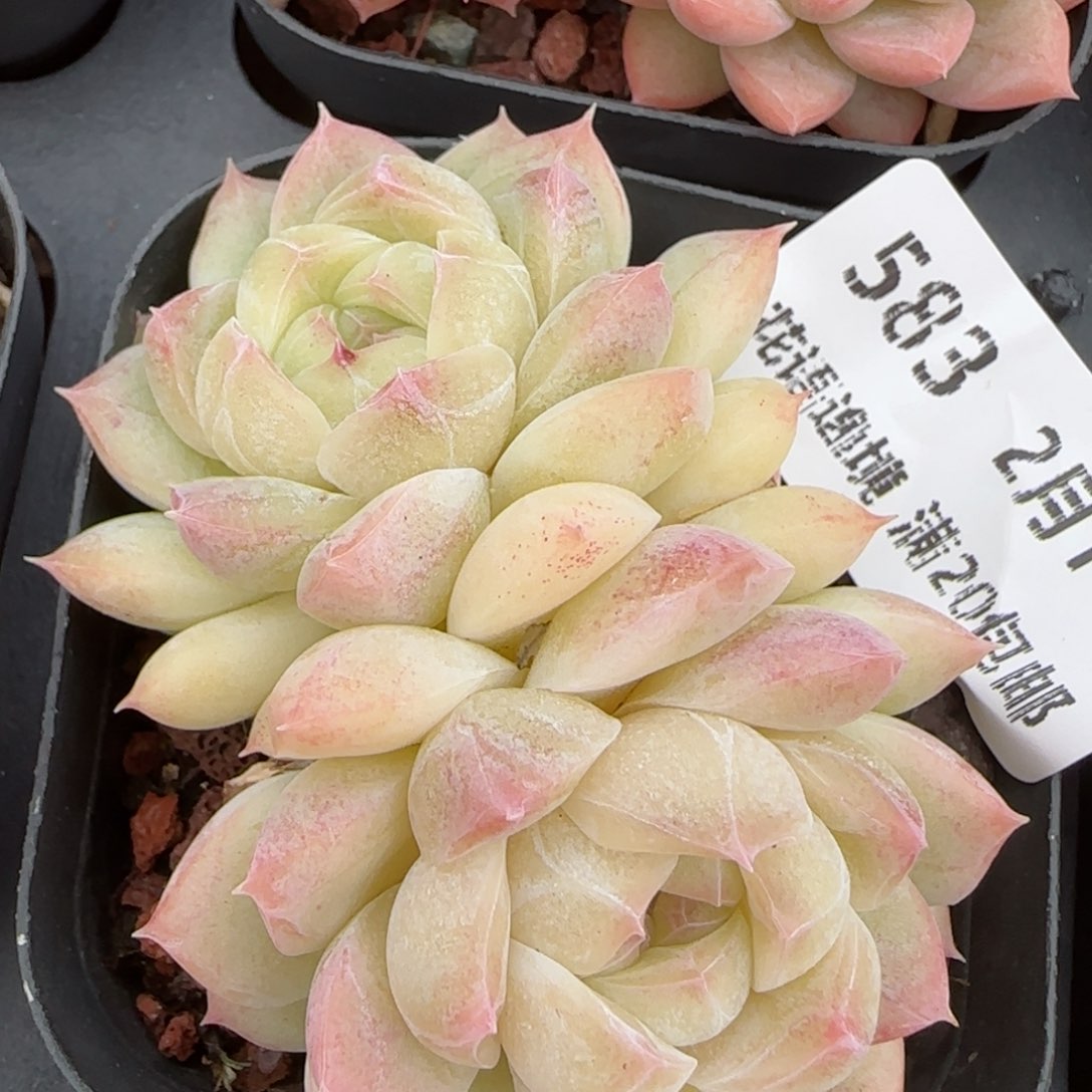 花语逸镜0214-583