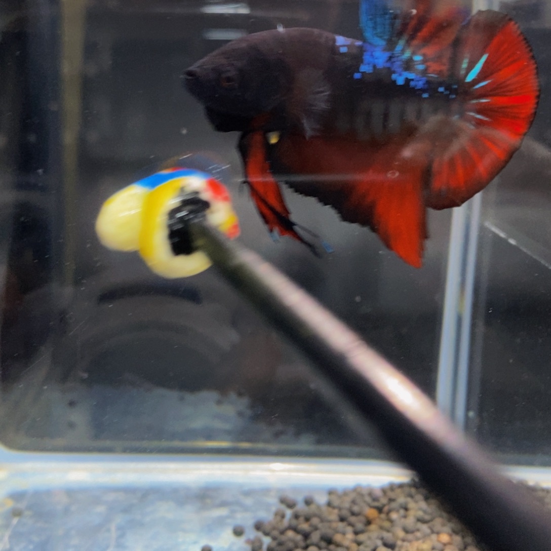 斗鱼288巨斗1111111