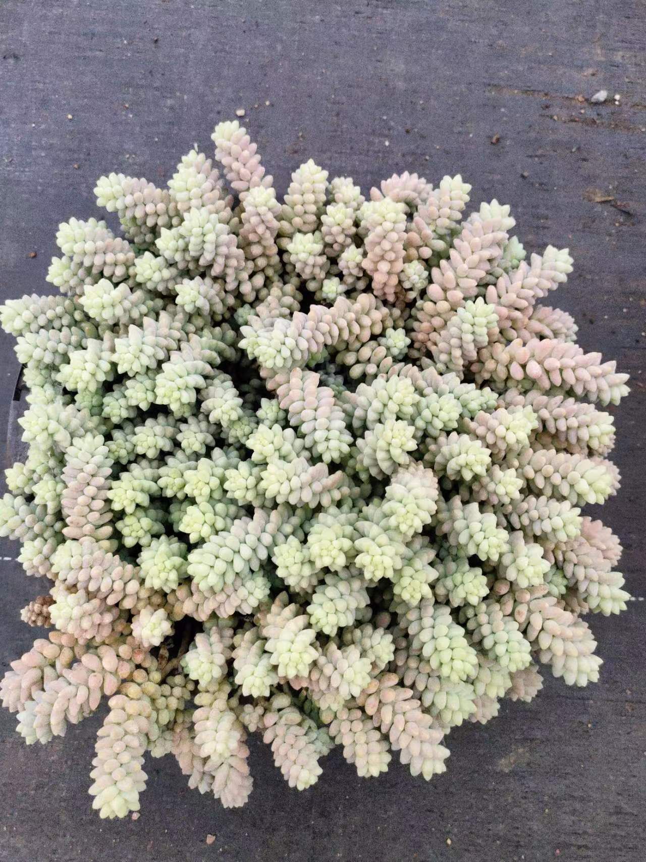 精品玉坠 新手好养