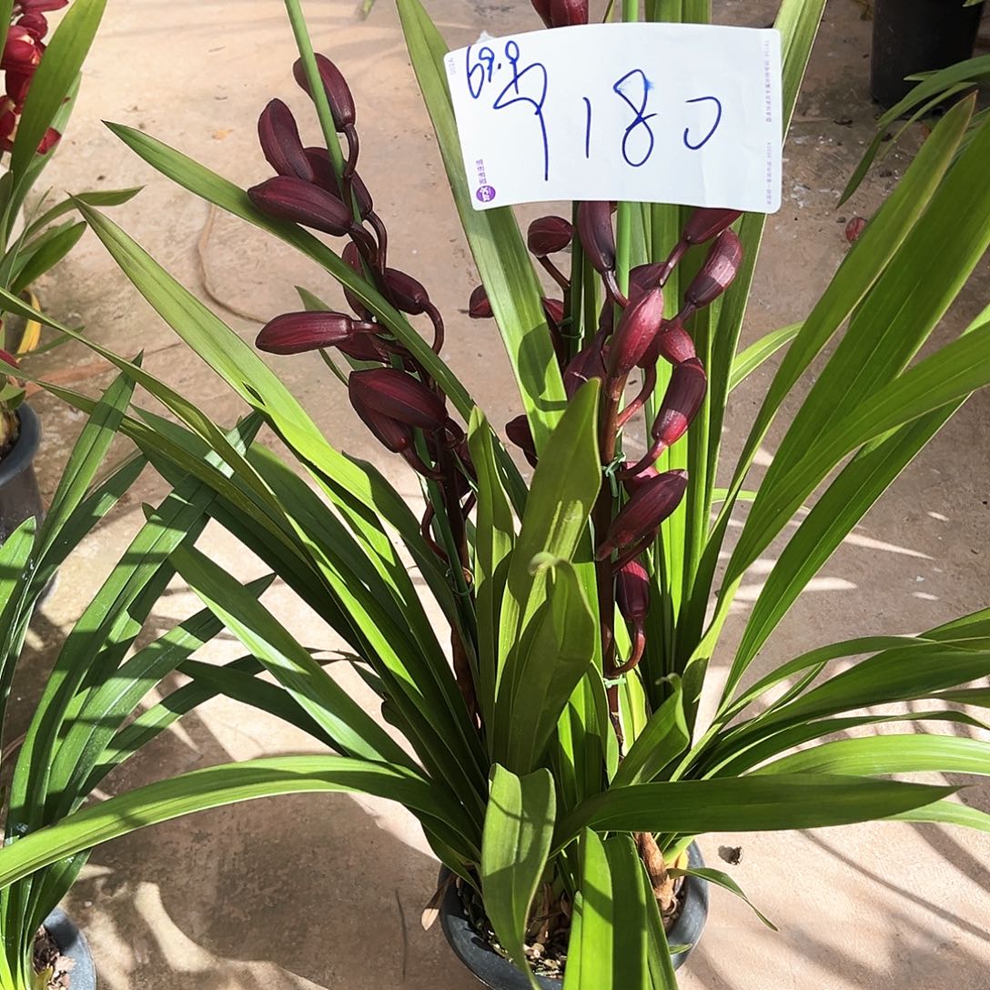 当前无花栽培后可以开花红袍