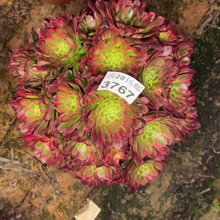 3767朝霞多肉植物