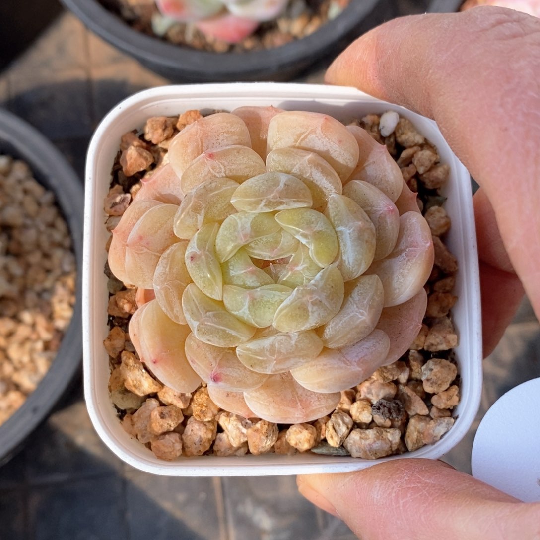 精品多肉一物一拍不包整385