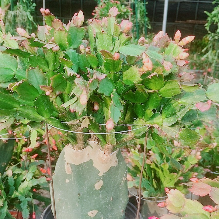 昊***泽无花朵仙人掌嫁接一物一拍福利