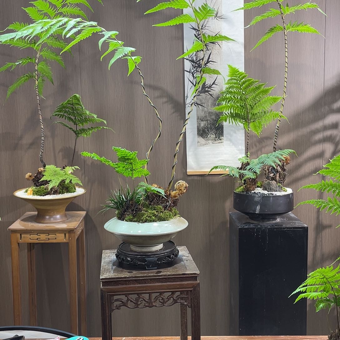 【闪购商品】面*蕨类