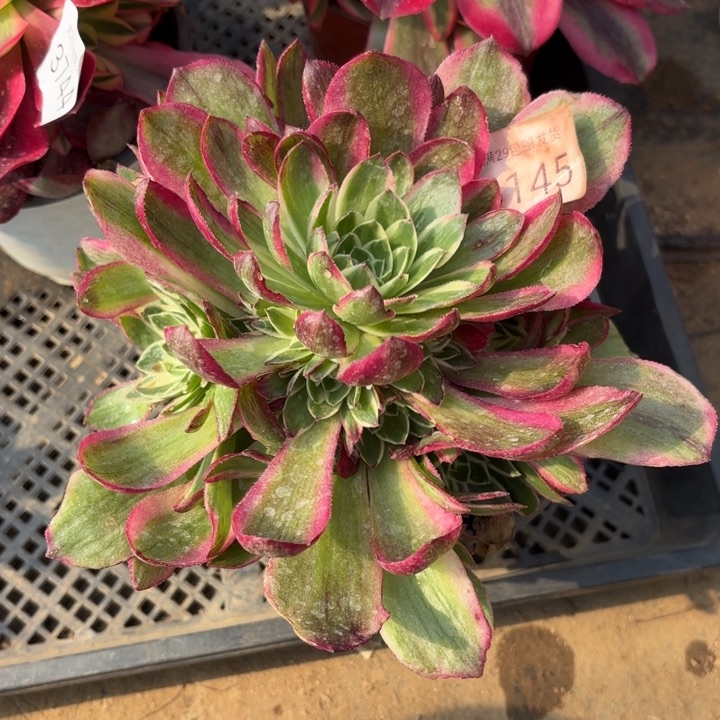 万花筒多肉法师6145