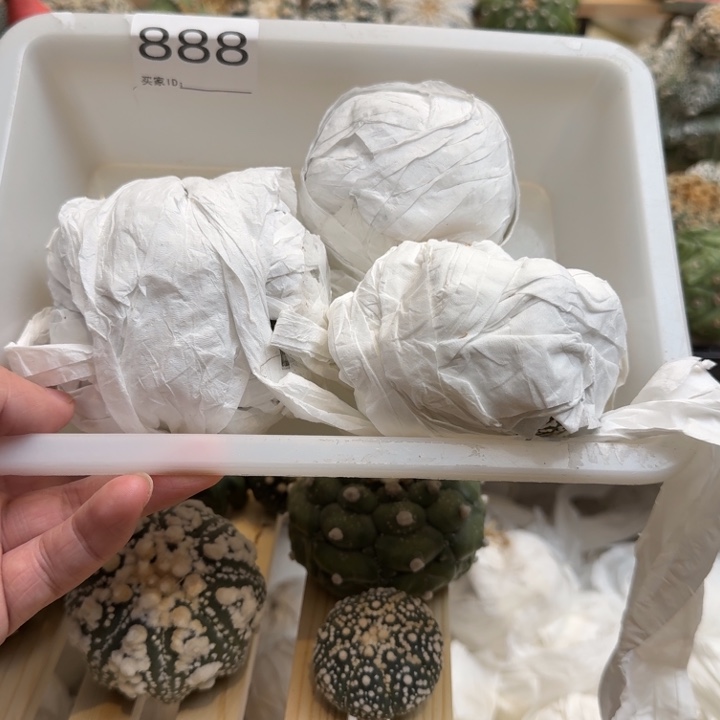 兜星球仙人球888号