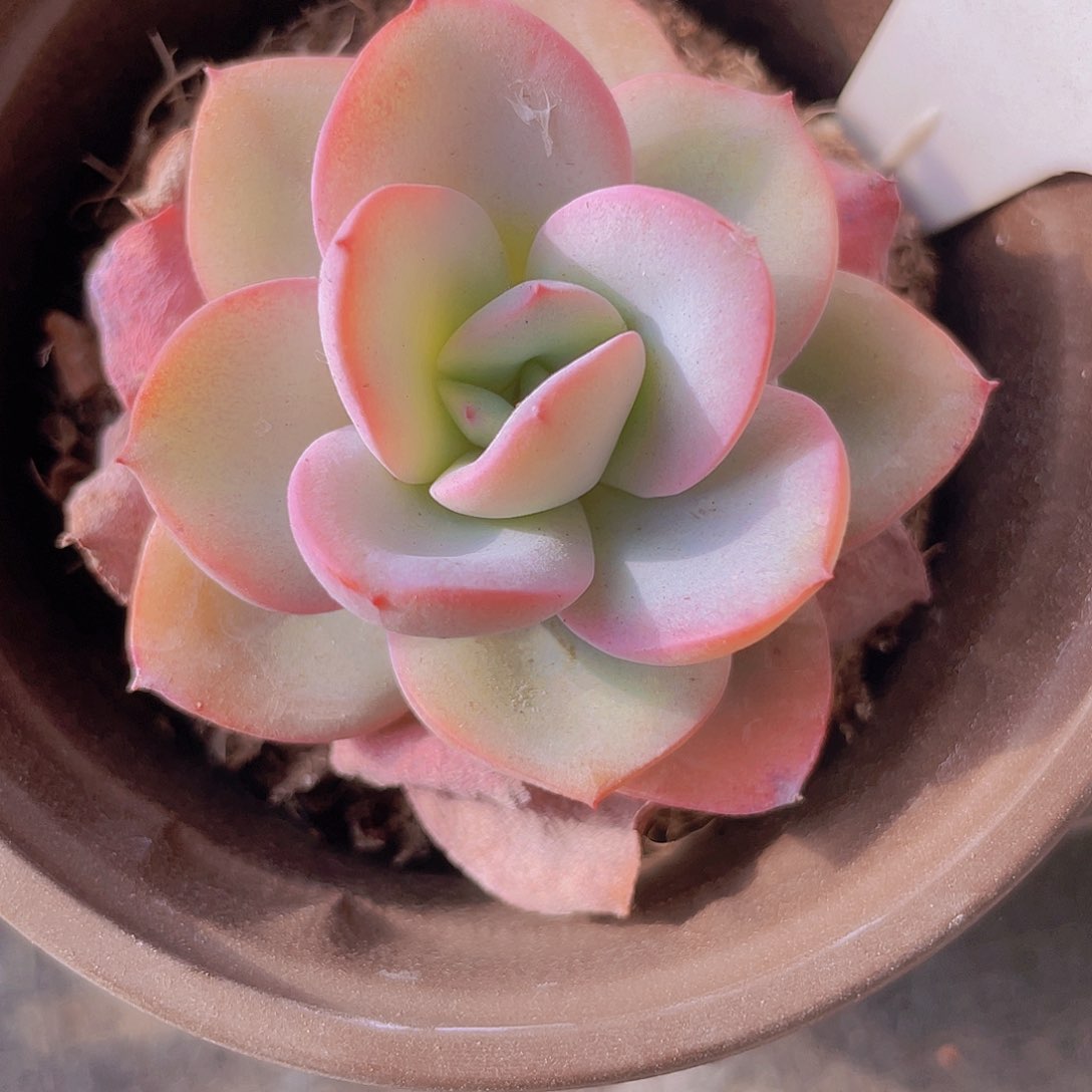 布鲁蓝e074一物一拍