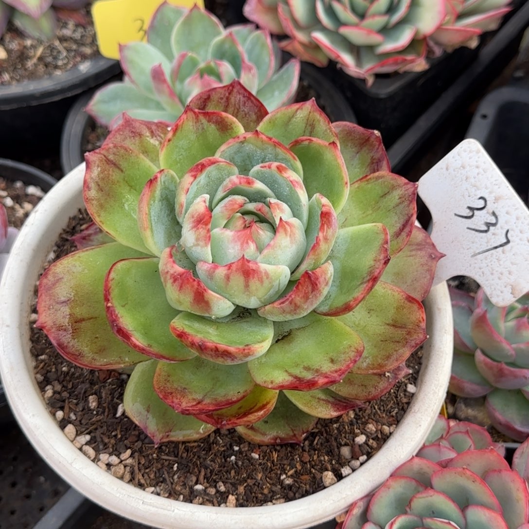 水***姐黄底拉丝惊鸿一物一拍包装收缩花旱337