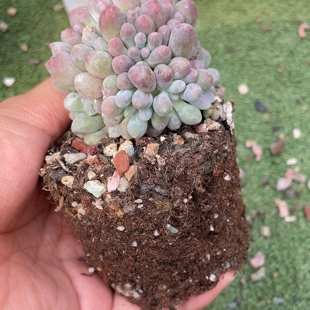 溜溜球奶酪多肉植物