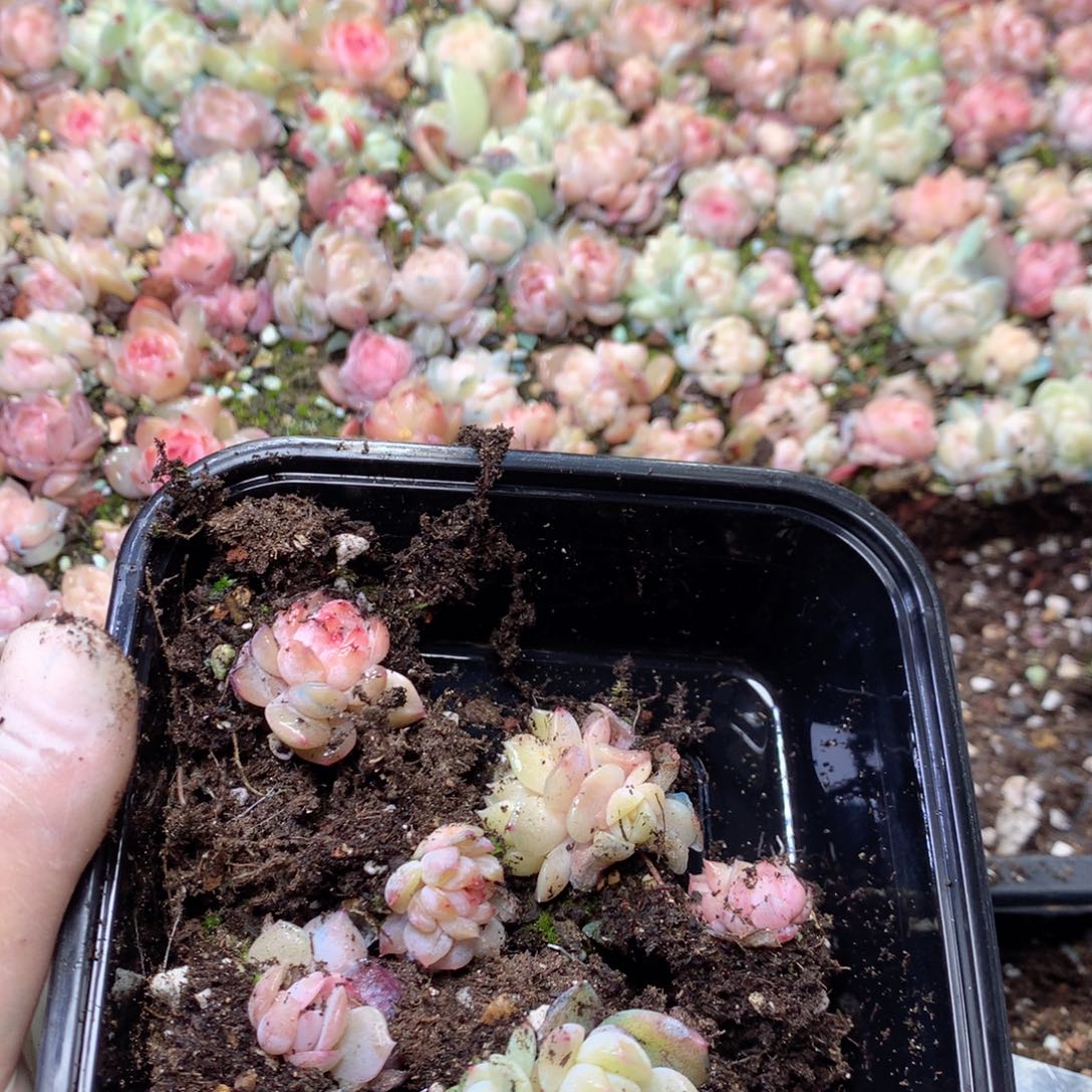 瑶***瑶无花朵S195月英语英语