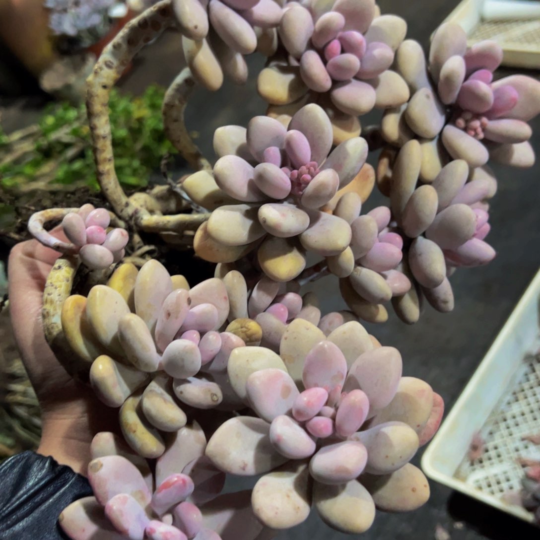 桃蛋大盆整桩整群