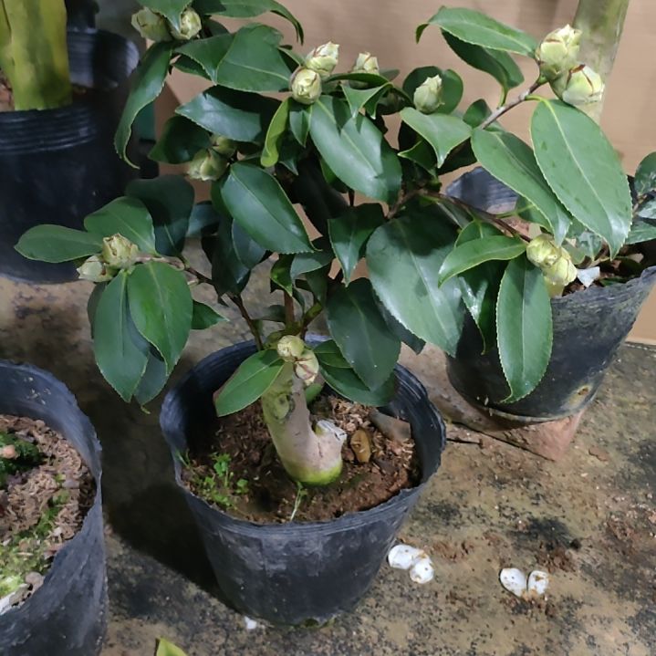 758绿可那，原盆原土发货