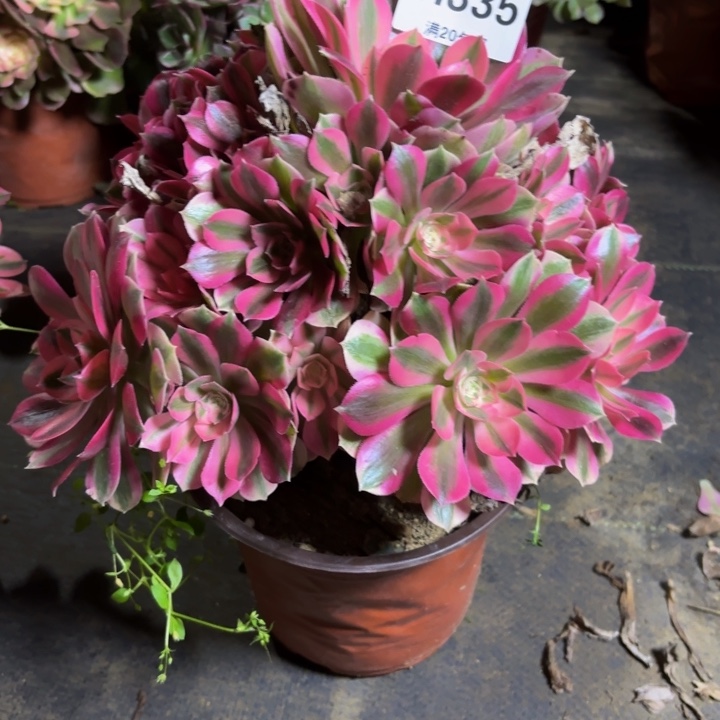 瑞妈，。。。。。335女巫，