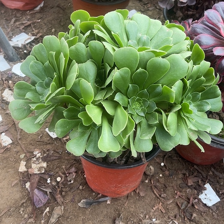 绿玫瑰玫瑰玫瑰玫瑰