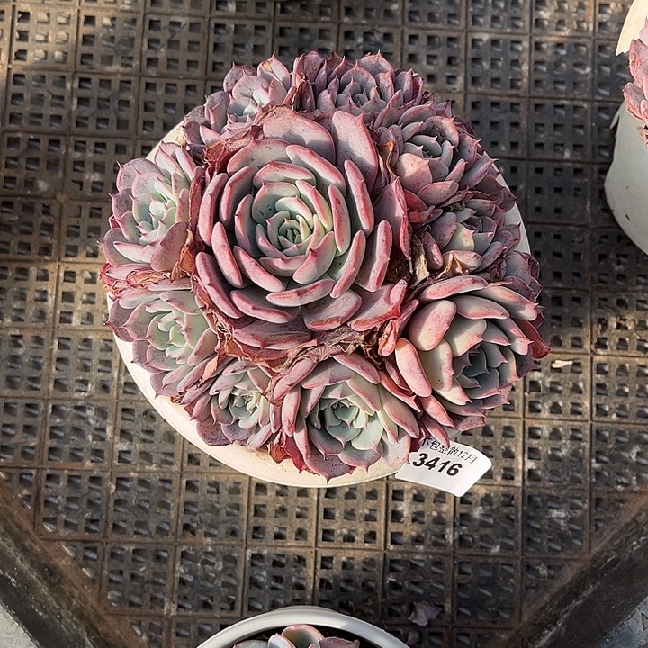 阿雅园艺。        3416劳伦斯