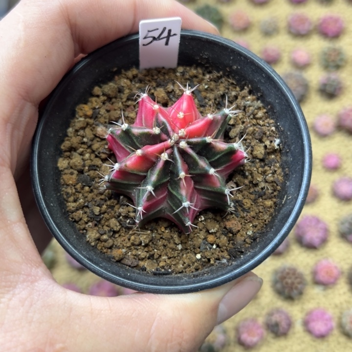 名品侧芽自根带盆土发货