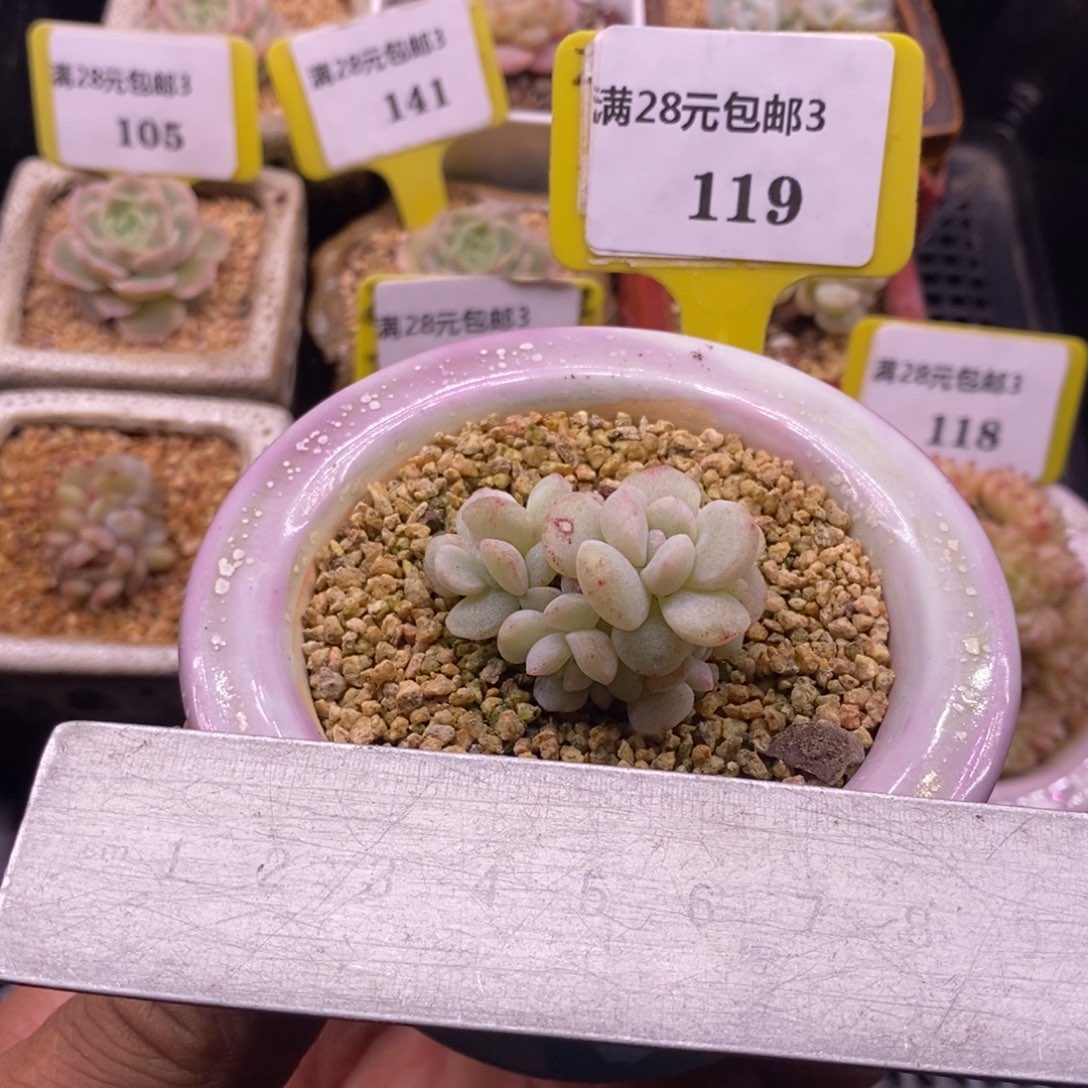 3119丸叶7头石化群多肉