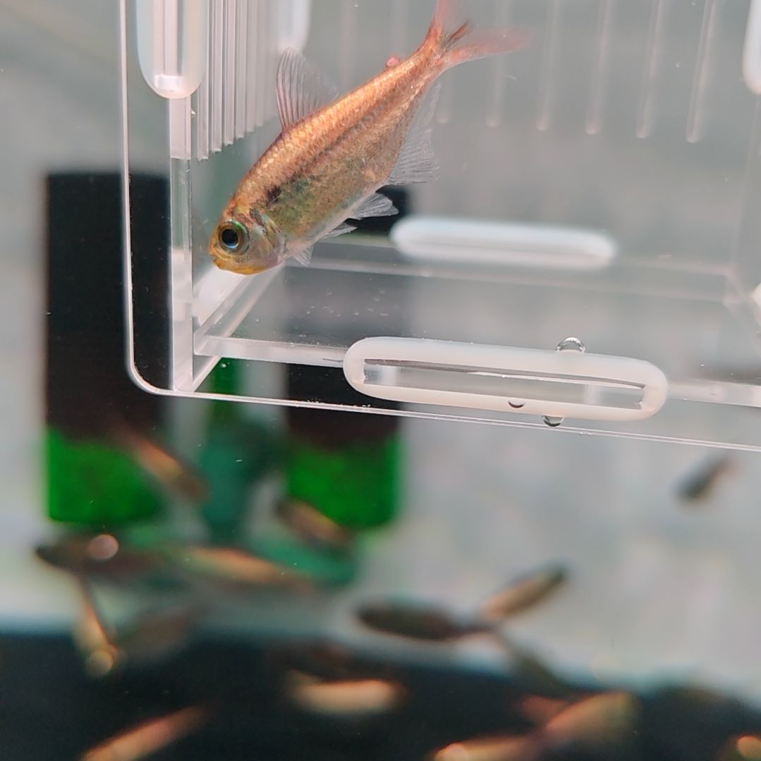 灯科鱼精选白金粉钻可卡