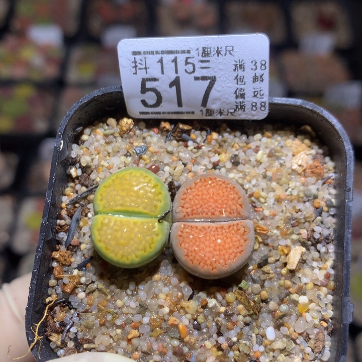 精品生石花115.517