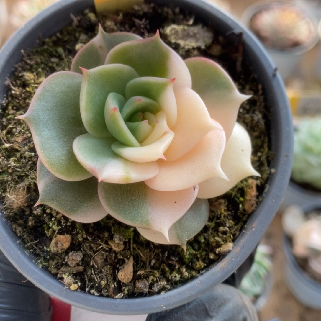 428贝加尔湖锦锦锦锦锦锦