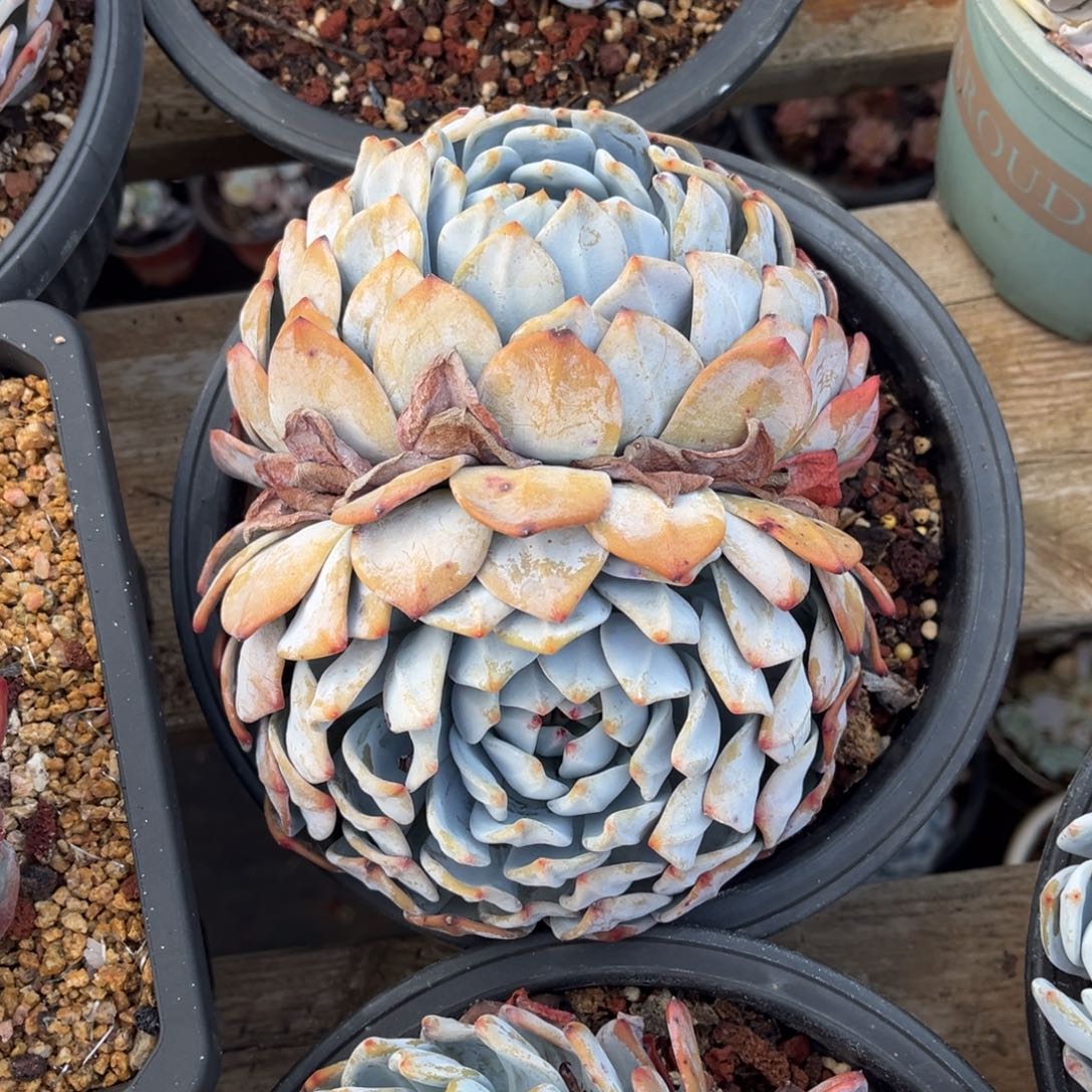 大部分开放少量花苞