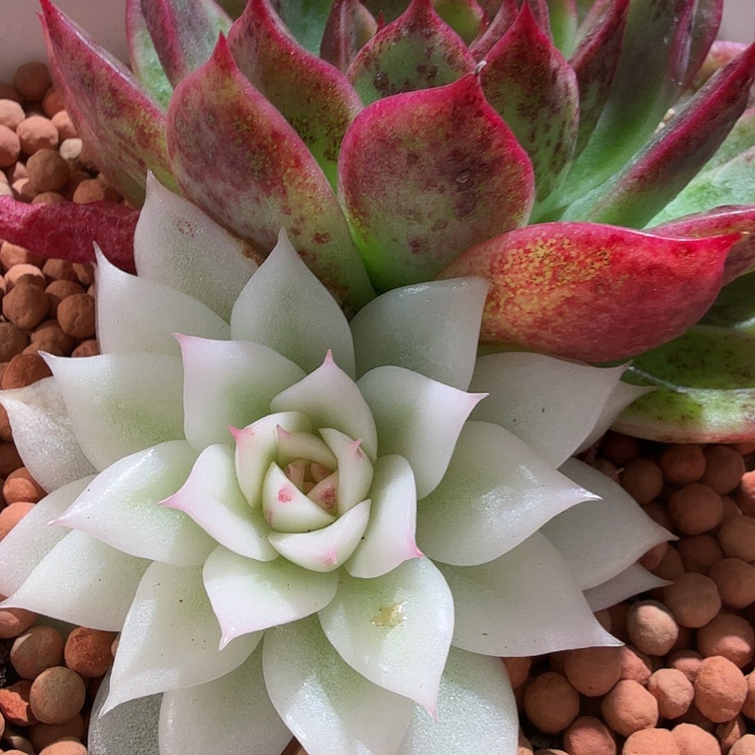 黑水晶宽覆轮锦，多肉植物