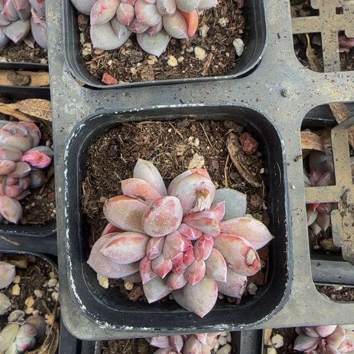 果**果058号一物一拍优选2颗星影缀