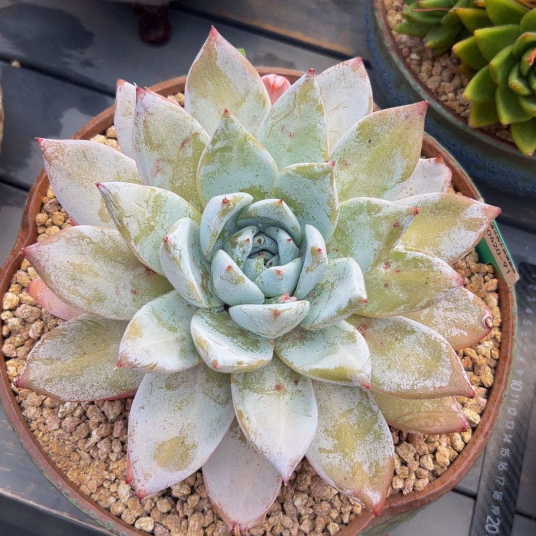 多肉一物一拍0420-91