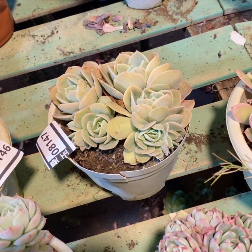 【闪购商品】岚****室星娜塔缀08147