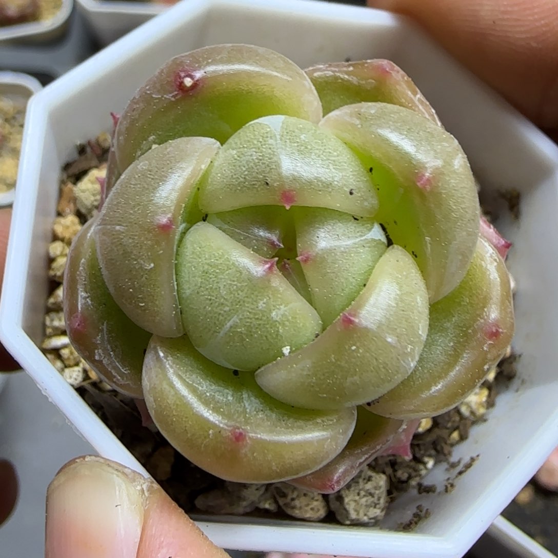 一物一拍珍妮14215