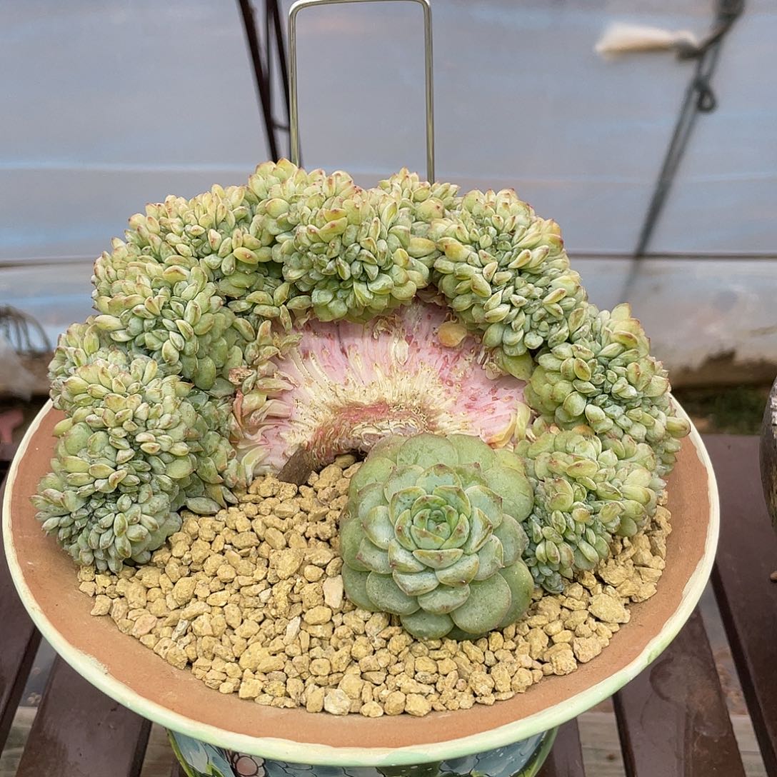 实生冰魄缀化。     