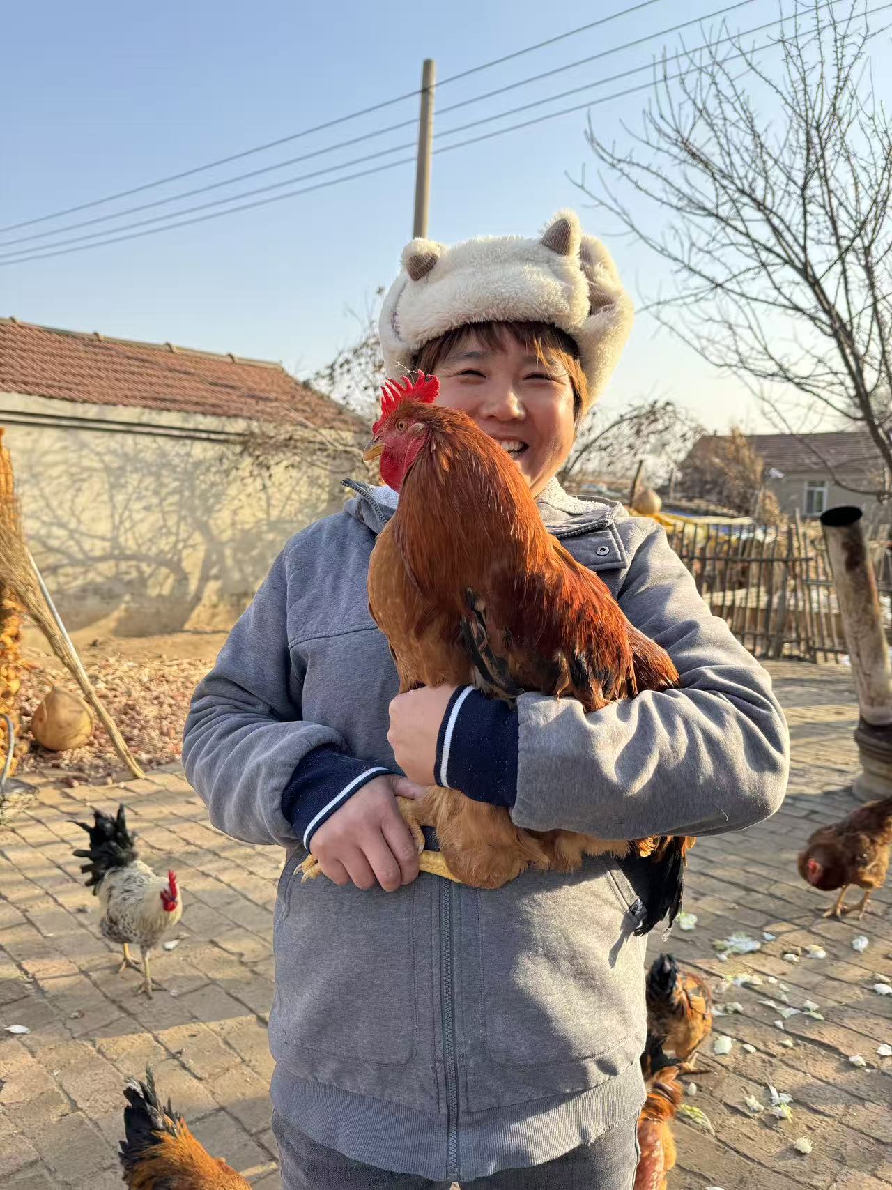 东北农村自家散养溜达大公鸡肉质鲜美营养丰富