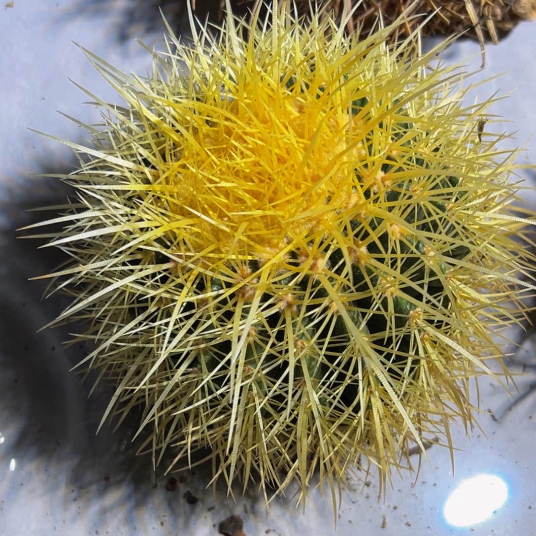 精品怒刺琥福利68