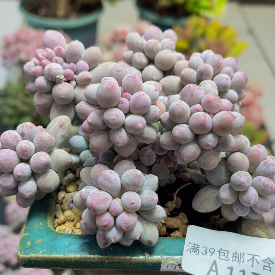 174香水手指10cm多肉植物