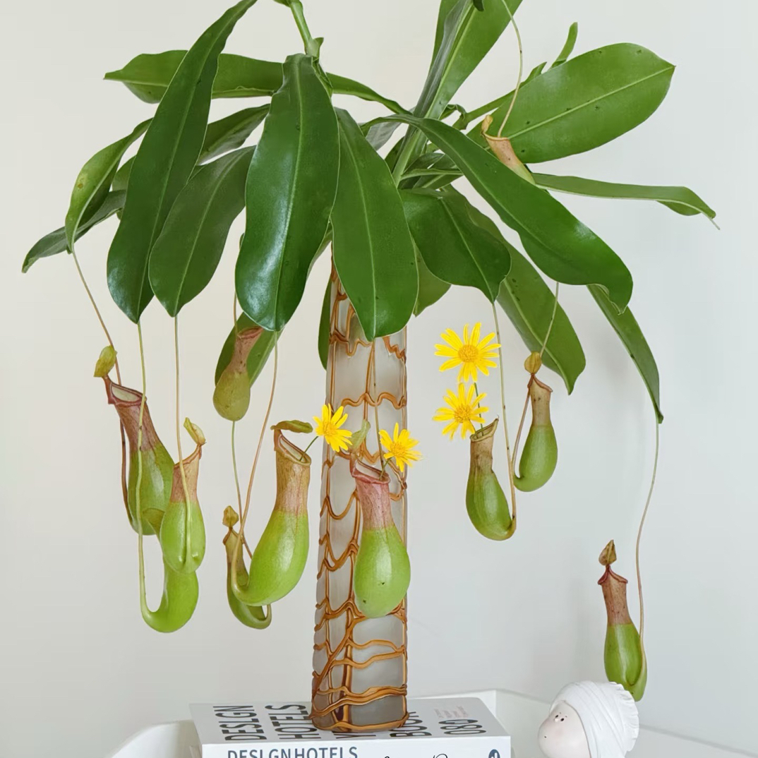 【猪笼草】云南基地直发鲜花
