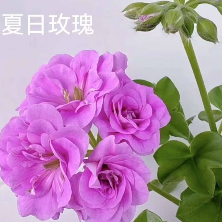 1夏日玫瑰垂吊天竺葵包对版适合阳台庭院种植